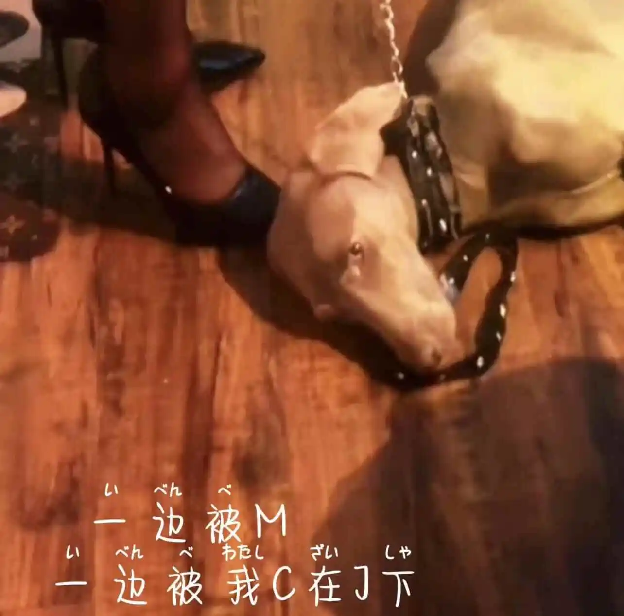 西檬之家-BDSM圈新人必读：K8猫系角色的核心特质与入圈指南